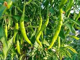 Light Green Pepper Capsicum annuum for planting in backyard beds