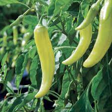 Banana Pepper Capsicum annuum seeds for garden planting