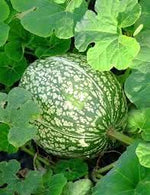 Green Malabar Gourd Lagenaria siceraria seeds for garden planting