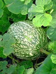 Green Malabar Gourd Lagenaria siceraria seeds for garden planting