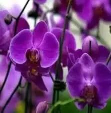 Butterfly Orchid Flower Seeds Violet for Planting - NON GMO Seeds for planting in home garden