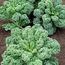 Green Kale Brassica oleracea seeds for backyard planting