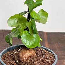 Dioscorea Elephantipes Yam Seeds for Planting - NON GMO Seeds Dhara Seeds