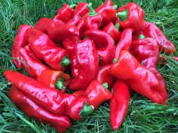 Melrose Hot Pepper Vegetable Seeds for Planting-Heirloom & Non-GMO Seeds for planting