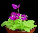 Mexican Butterwort Planting Seeds - Non-GMO, Heirloom Carnivorous Dhara Seeds