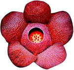 Red Conophytum Plant Seeds for Planting - NON GMO Seeds Dhara Seeds