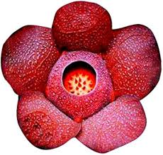 Red Conophytum Plant Seeds for Planting - NON GMO Seeds Dhara Seeds