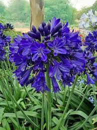 Blue Nile Agapanthus Flower Seeds for Planting - NON GMO Seeds Dhara Seeds