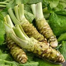 Horseradish Seeds for Planting