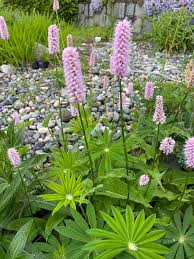 Pink Polygonum Bistorta Plant Seeds for Planting - NON GMO Seeds Dhara Seeds