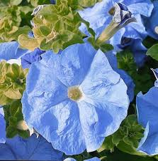 Sky Blue Petunia Flower Seeds for Planting - Heirloom, NON-GMO Seeds - Beautiful Garden Blooms Dhara Seeds