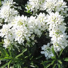 Iberis Sempervirens Flower Seeds for Planting – NON GMO Seeds Dhara Seeds
