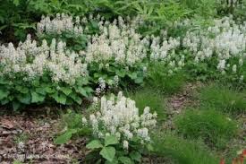 White Tiarella Trifoliata Flower Seeds for Planting - 100