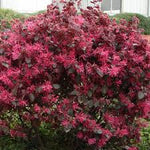 Red Loropetalum Flower Seeds for Planting - NON GMO Seeds Dhara Seeds