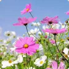 Pinkie Cosmos Sensation Flower Seeds for Garden – Vibrant Blooms, Non-GMO, Heirloom Dhara Seeds