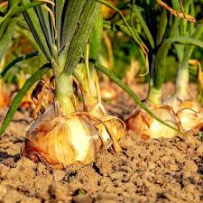 Onion Seeds (Short Day) - Texas Early Grano