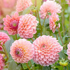 Dahlia Seeds - Linda's Mix