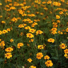 Golden Guardian Marigold Seed Tape