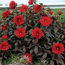 Hibiscus Midnight Marvel Rose Mallow Seeds