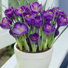 Crocus Seeds (Large Flowering) - Remembrance