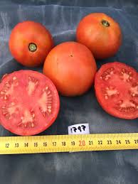 Tomato Seeds - Druzba