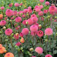 Dahlia Seeds (Pompon) - Burlesca