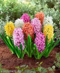 Hyacinth Seeds - Mix