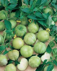 Tomatillo Seeds - Rio Grande Verde