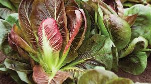 Giorgione Radicchio Seed