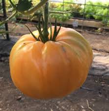 Tomato Seeds (Organic) - Amana Orange