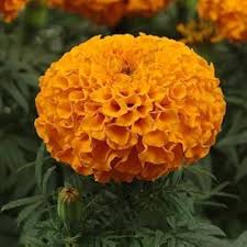 Orange Hybrid Marigold Seeds