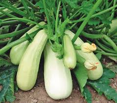 Squash (Summer) Seeds - Lungo Bianco Cylindrical