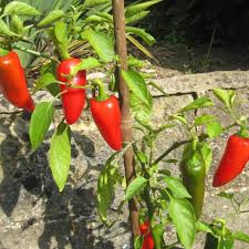 Hot Pepper Seeds - Fresno Chile