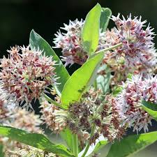 Milkweed - Showy Seeds