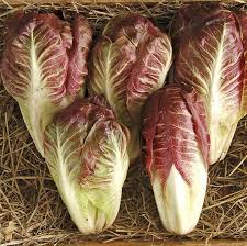 Fiero Radicchio Seed