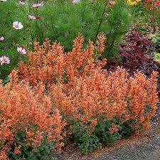 Agastache Kudos Mandarin Seeds