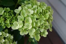 Hydrangea Green Cascade Hydrangea