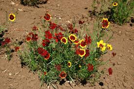 Plains Coreopsis Seeds - Tall Red