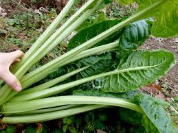 Swiss Chard Seeds - Perpetual Spinach