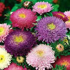 Aster Seeds (Pompon) - Mix