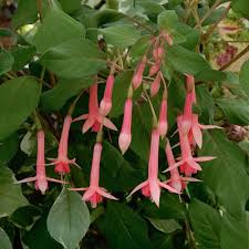 Fuchsia Billy Green Seeds