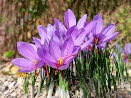 Saffron Crocus Seeds - Crocus Sativus