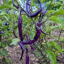 Hot Pepper Seeds - Cayenne Purple