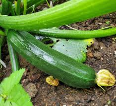 Squash Seeds (Organic) - Dark Green Zucchini