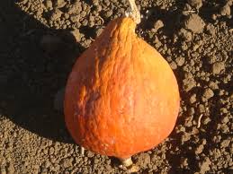 Squash (Winter) Seeds - Hubbard Golden