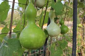 Bottle gourd-Birdhouse Gourd