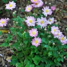 Pocahontas Windflower Seeds