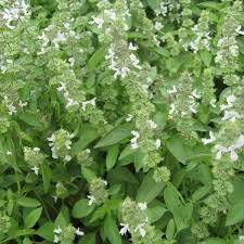 Basil Seeds - Lime