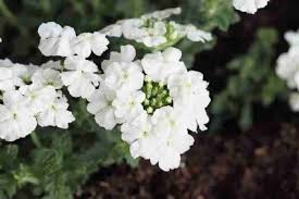 White Hybrid Verbena Seeds