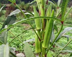 Okra Seeds (Organic) - Cow Horn